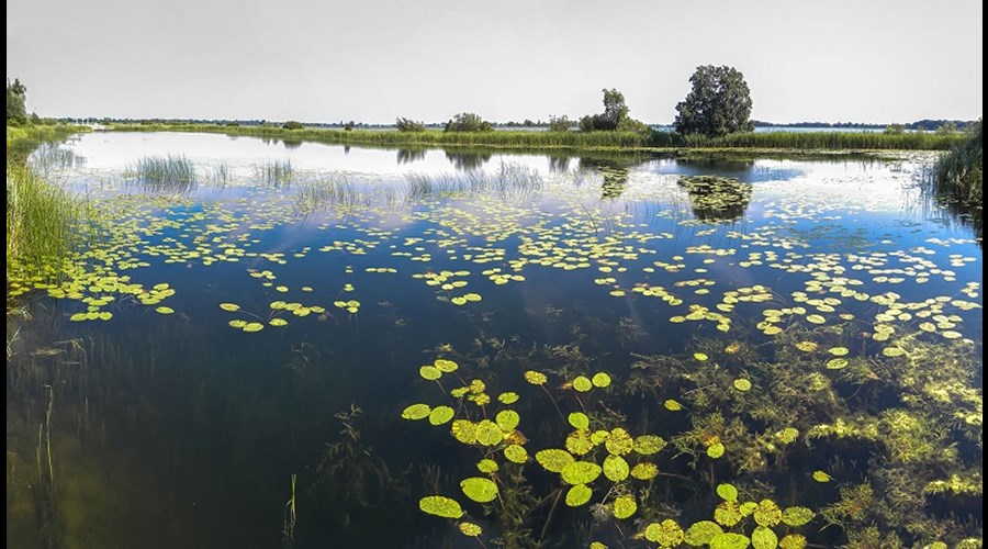 Loenderveense plas